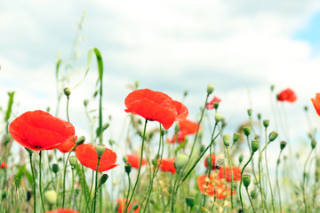 Fototapeta premium Beautiful wild red poppies on summer day
