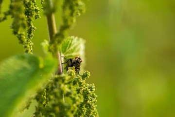 Close up of fly sitting on plant