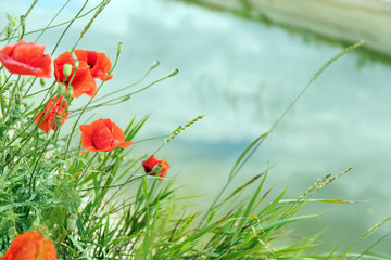 Beautiful wild red poppies on summer day