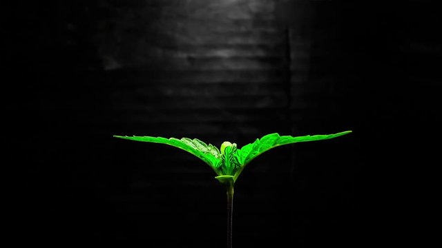 Growing Marijuana Plant Time Lapse 