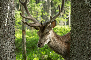 Naklejka na ściany i meble Portrait of majestic powerful adult deer among the trees in a forest in Sumava