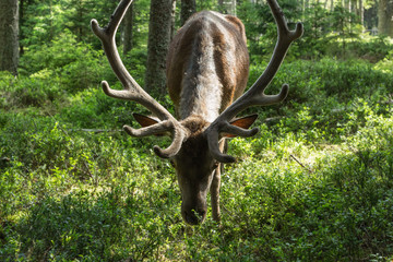 Majestic powerful adult dee in a forest in Sumava