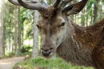 Naklejka na ściany i meble Portrait of majestic powerful adult deer in a forest in Sumava