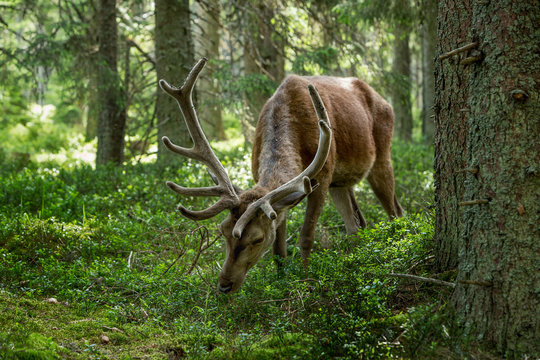Majestic powerful adult dee in a forest in Sumava