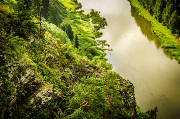 thick morning fog in the summer forest