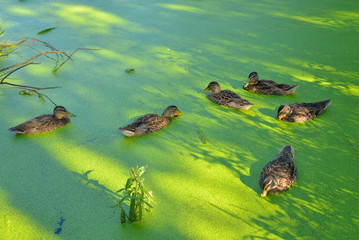 Ducks in the swamp.