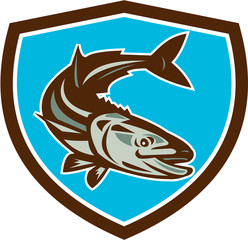 Cobia Fish Diving Down Shield Retro