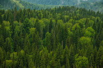 thick morning fog in the summer forest