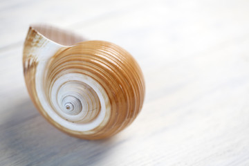 Snail shell on cracked wooden background