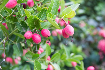 Karonda or Carunda Fruits