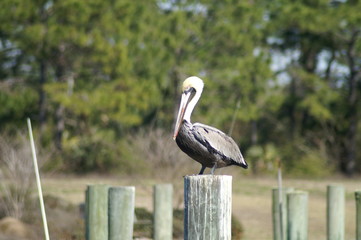 Pelican on a pole