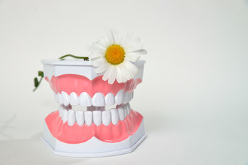 Dental jaw and daisy flower, daentist day celebration picture