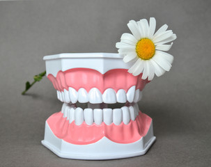 Dental jaw and daisy flower, daentist day celebration picture