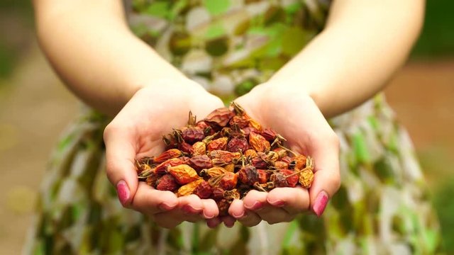 footage Woman holding a dried rose hips close up. 4K