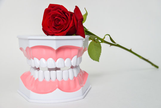 Dental jaw and rose flower, dentist day celebration picture