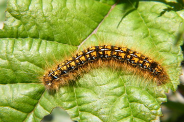 Tent Caterpillar on Chard Leaf