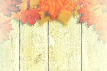 Naklejka na ściany i meble Abstract autumnal backgrounds with maple leaves over old wooden