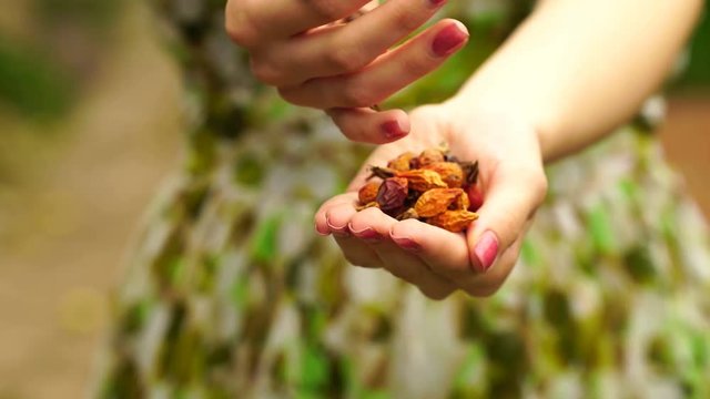 footage Woman holding a dried rose hips close up. 4K