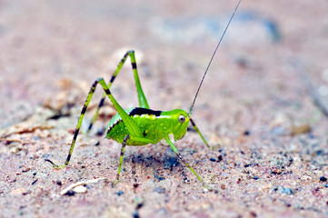 Cricket on green leaf