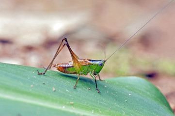 Cricket on green leaf