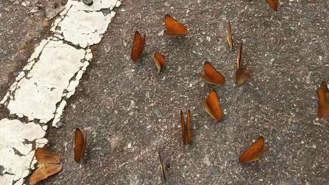 slow motion beautiful butterflies on the street in Pang Sida National park, Sa Kaeo, Thailand