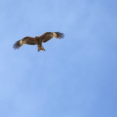 Obraz premium Bird of prey in flight. 3 