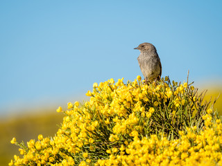 Dunnock bird Prunella modularis in colorful spring