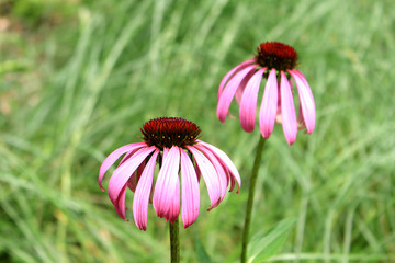 echinacea herb field