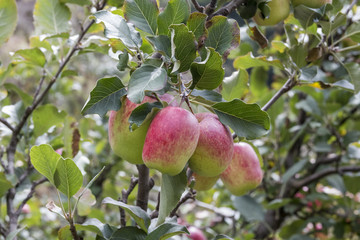Apples plantation in Costa Rica
