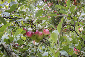 Apples plantation in Costa Rica