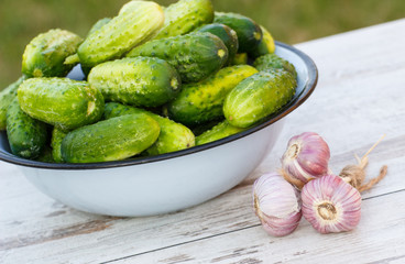 Cucumbers in metal bowl and garlic in garden on sunny day
