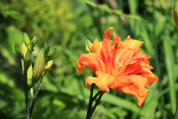 Obraz premium Orange Daylily Hemerocallis fulva