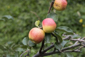 Apples plantation in Costa Rica