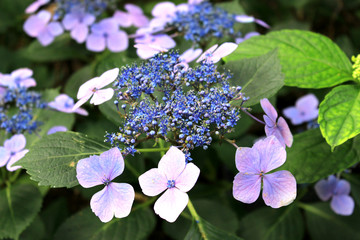 Hydrangea flower garden