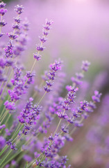 Lavender flowers closeup