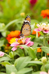 butterfly  and zinnia