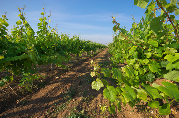 Fototapeta na wymiar Green vineyard row