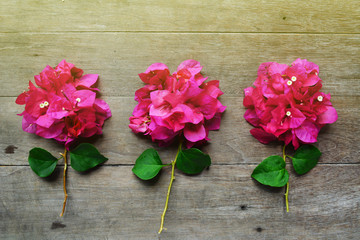 Pink flower on wood background