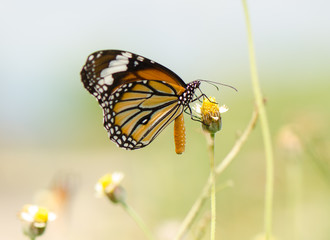 Fototapeta na wymiar Common Tiger butterfly, Monarch butterfly collecting nectar on wild grass flower