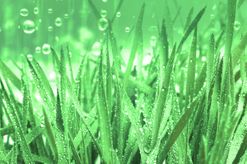 Fototapeta na wymiar fresh green grass with water rain falling droplets background