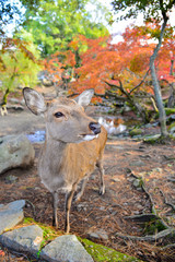 Deer at Todaiji temple in Nara, Japan