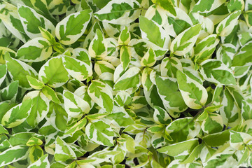 Pothos leaf background texture.