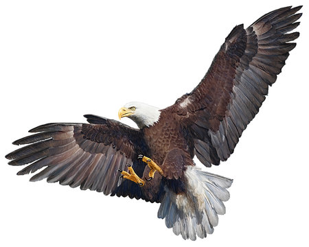 Bald eagle flying swoop hand draw and paint on white background vector illustration.