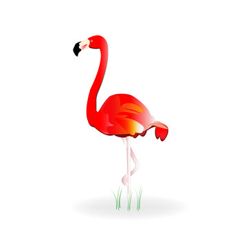 Flamingo icon logo vector image