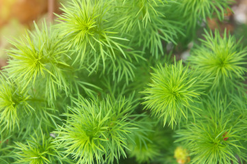 green leafs of Adonis flower