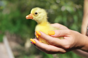 Newborn yellow duckling sitting on female hand