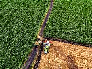Aerial view of the combine working on the large wheat field