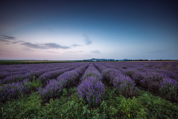 Fototapeta na wymiar Lavender flower blooming fields in endless rows. Sunset shot.