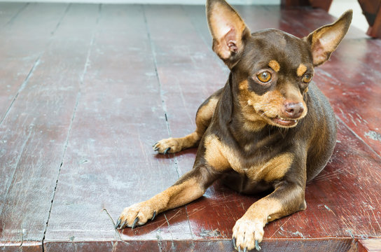 Brown old female miniature pinscher sitting on the wooden floor