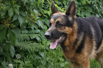 Dog german shepherd in a summer day